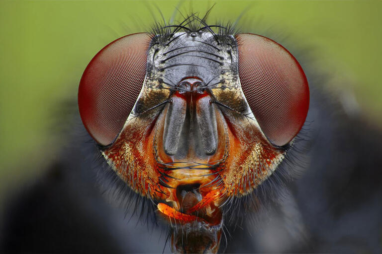 Focus stacking - slik får du ekstrem skarphet i makrofotografering